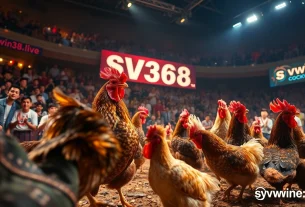 Exclusive live cockfighting event at sv368win.live, showcasing vibrant chickens and an excited crowd.
